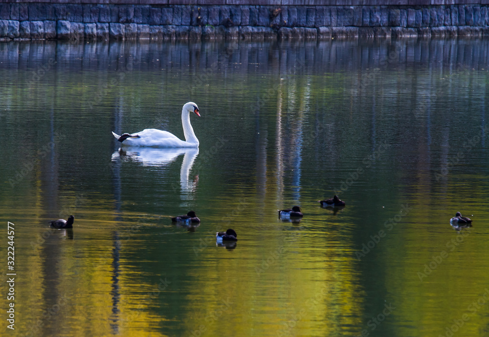 Fototapeta premium White swan