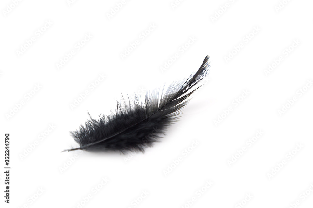 Close up Black feathers isolated Close up Black feathers isolated