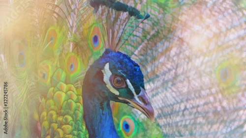 cinemagraph of a peacock portrait on a light background