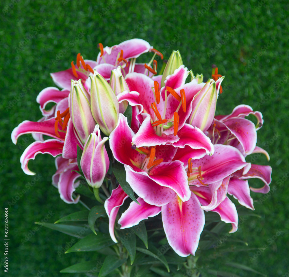 pink lily flowers on a green background
