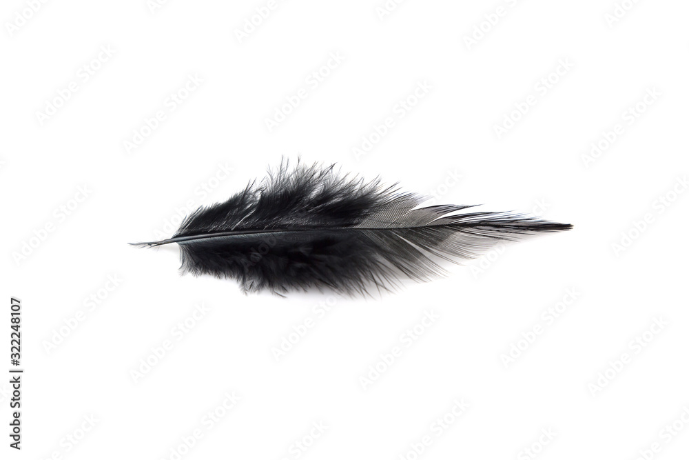 Close up Black feathers isolated