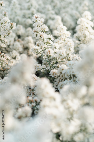 flowers of a tree © ArdichawatSripaiboo