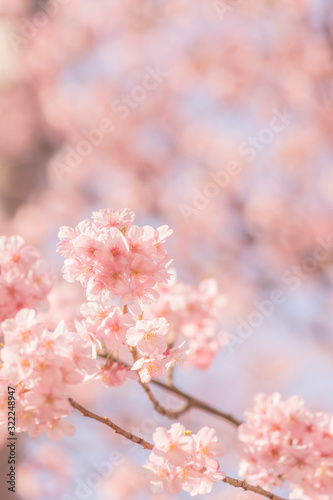 河津桜 © Kazuki Yamada