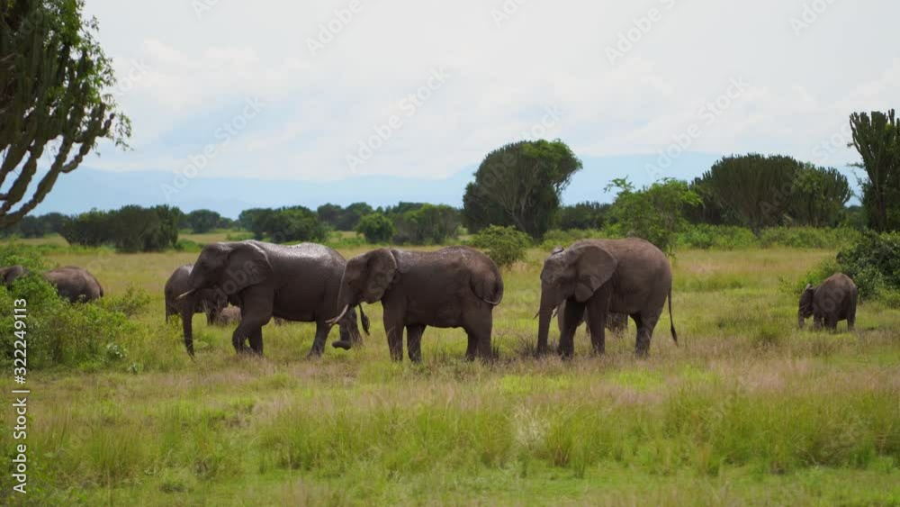 a herd of elephants graze in the bushes among the candelabra trees a herd of elephants graze in the bushes among the candelabra trees