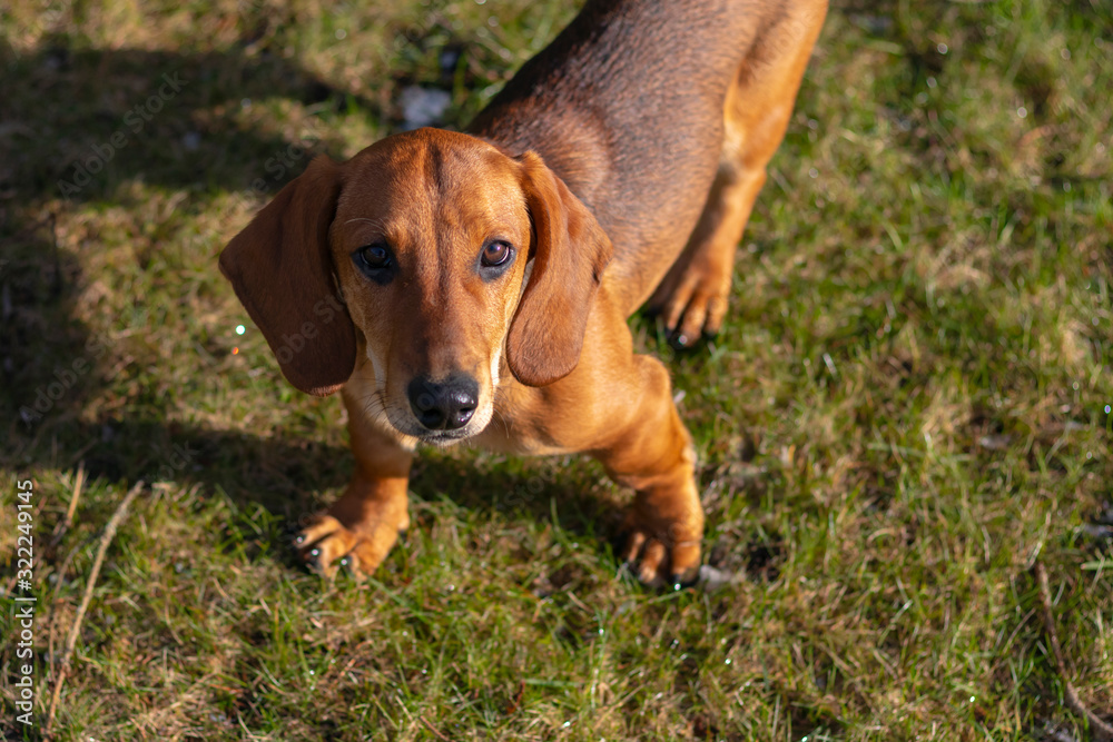 Pet breed Dachshund. Winter, snow, close-up . outside, pet