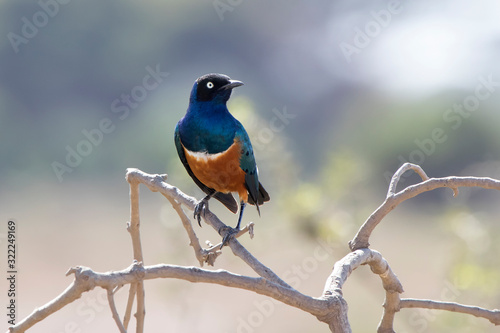 superb starling sitting on branches of a bush in the savannah