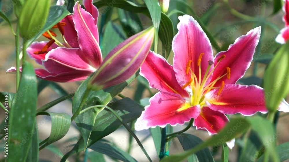 slow motion scene, lily flower in spring garden slow motion scene, lily flower in spring garden