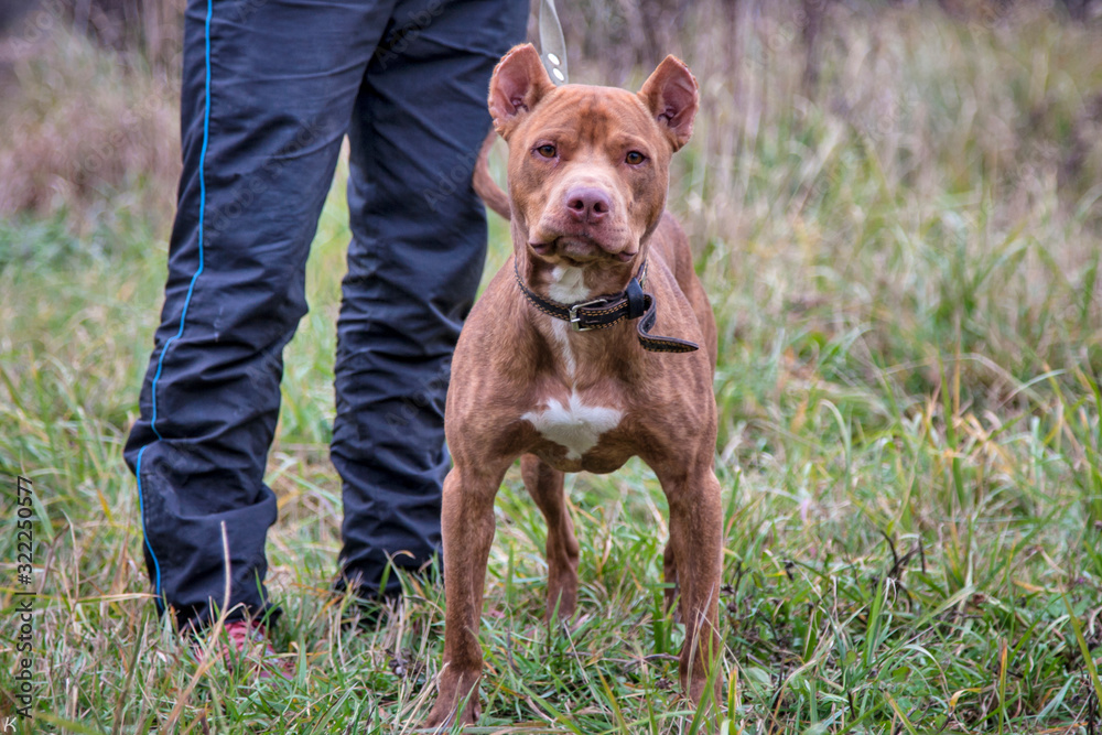 cute brown pit bull posing in green grass cute brown pit bull posing in green grass
