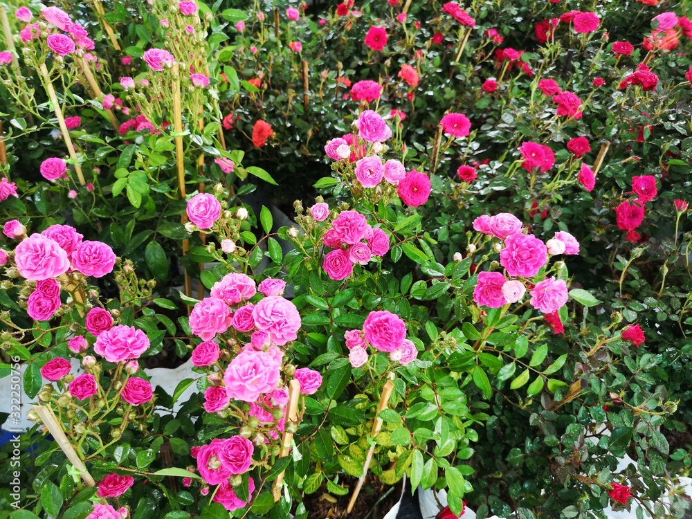 pink and red color rose flower in garden nature background pink and red color rose flower in garden nature background