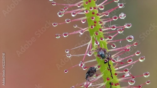 Kap-Sonnentau (Drosera capensis) photo