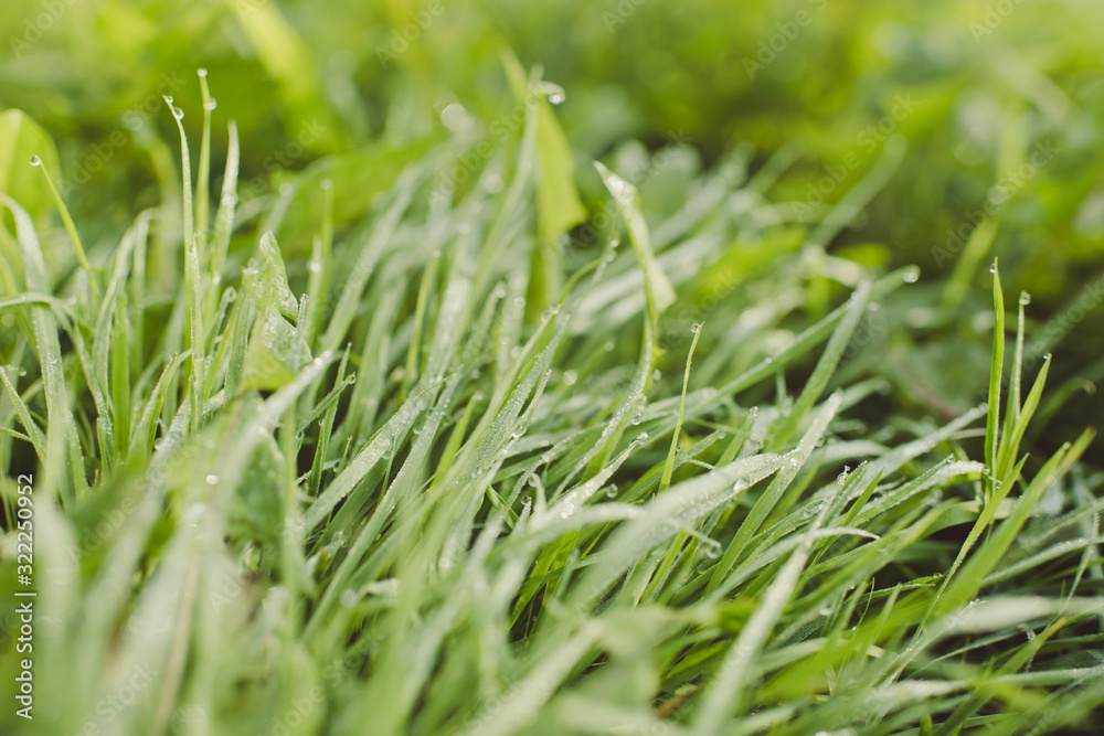 green grass with water drops