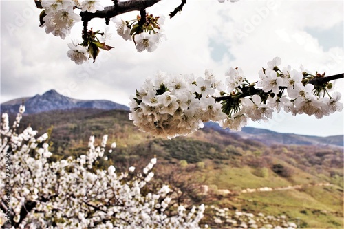 Cherry blossom in Valle del Jerte, Extremadura spain photo
