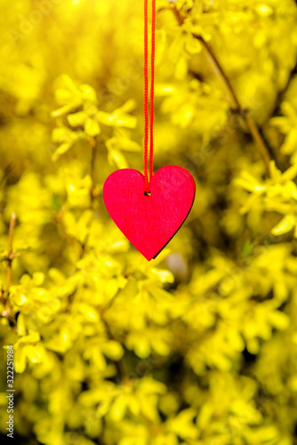 Red heart among the branches of the Forsythia