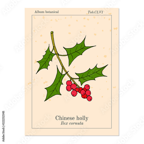 Chinese or horned holly Ilex cornuta , medicinal plant