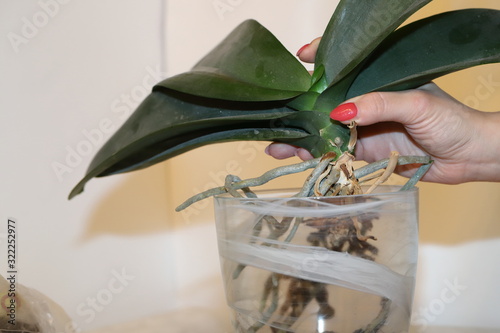transplanting home plants, changing the soil, caring for green Pets