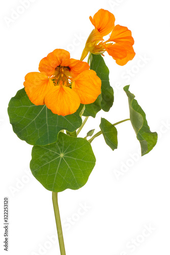 Fototapeta Naklejka Na Ścianę i Meble -  nasturtium flower isolated