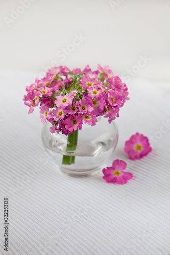 Fototapeta Naklejka Na Ścianę i Meble -  Cute Little Pink Flower In Vase