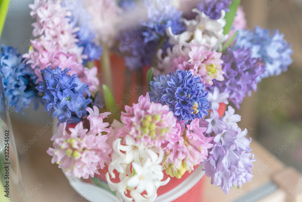 Obraz premium beautiful bunch of colorful lilac and blue hyacinths in her hands. Present for a smiles girl. Flowers bouquet.