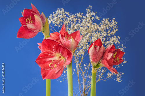 Amaryllis (Hippeastrum)   Galaxy Group 