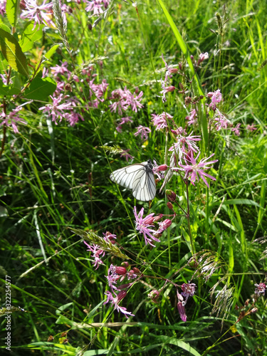 white butterfly on delicate flowers ragged-robin