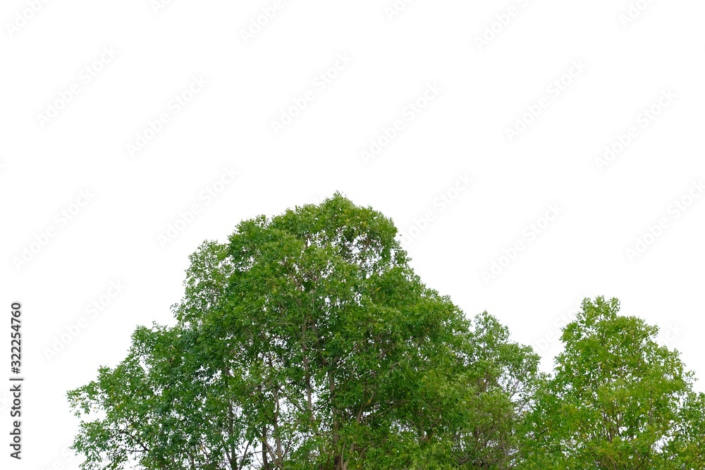 Fototapeta premium Tropical tree leaves with branches on white isolated background for green foliage backdrop and copy space 