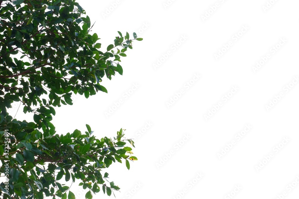 Tropical tree leaves with branches on white isolated background for green foliage backdrop Tropical tree leaves with branches on white isolated background for green foliage backdrop