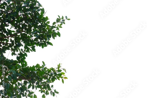 Tropical tree leaves with branches on white isolated background for green foliage backdrop 
