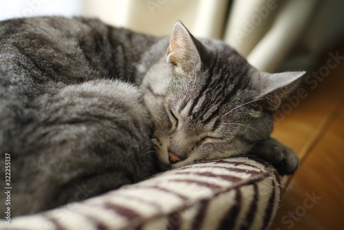 すやすや眠る猫ちゃん