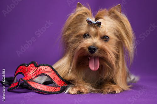 Yorkshire terrier portrait with Venetian mask on purple background