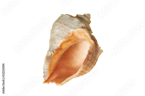 Spiral empty aged seashell isolated on white background without shadow
