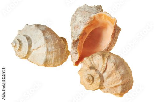 Three spiral empty aged seashells isolated on white background without shadow