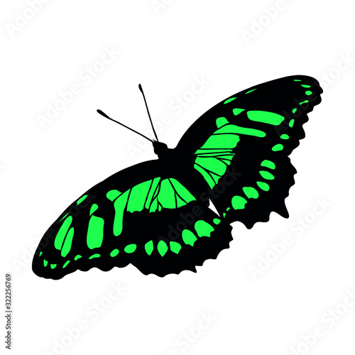 butterfly isolated on white background