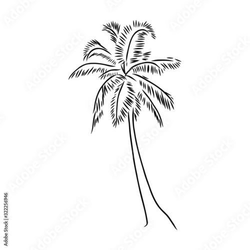 palm tree on white background