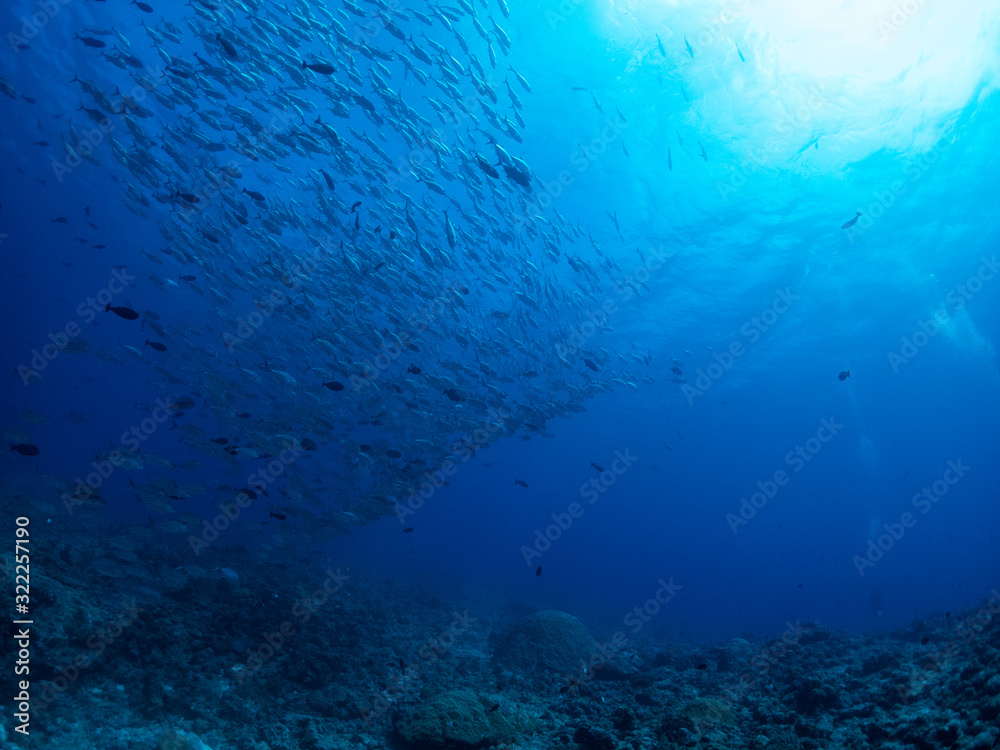 Obraz premium Diving