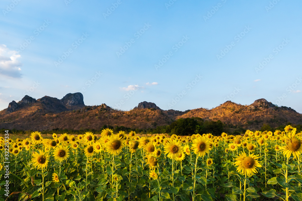 sunflower at Kao Jeen Lae mountain in Lopburi, Thailand