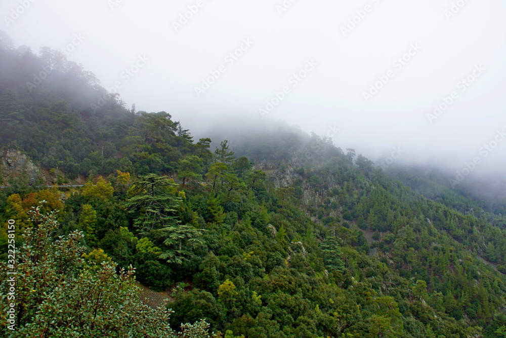 Paphos Forest (Cyprus) Paphos Forest (Cyprus)