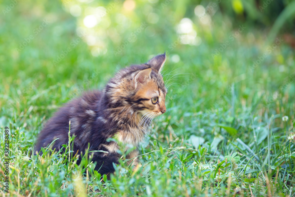 Cute kitten walking on the grass in the summer garden