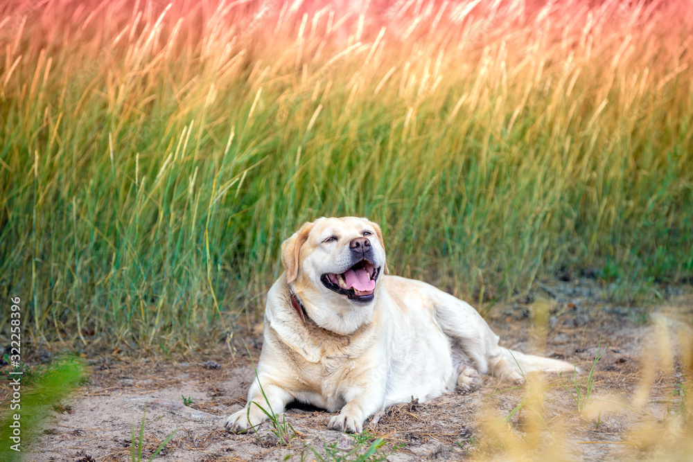 Labrador retriever dog lying on a field in summer at sunset