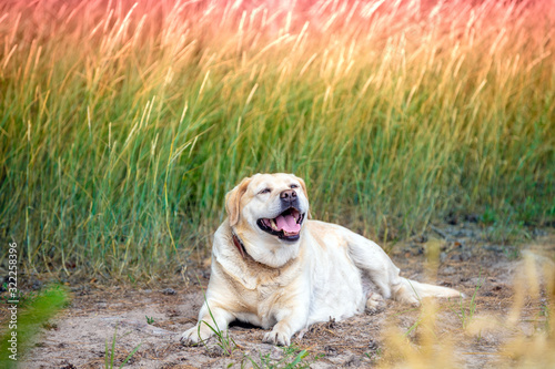 Labrador retriever dog lying on a field in summer at sunset