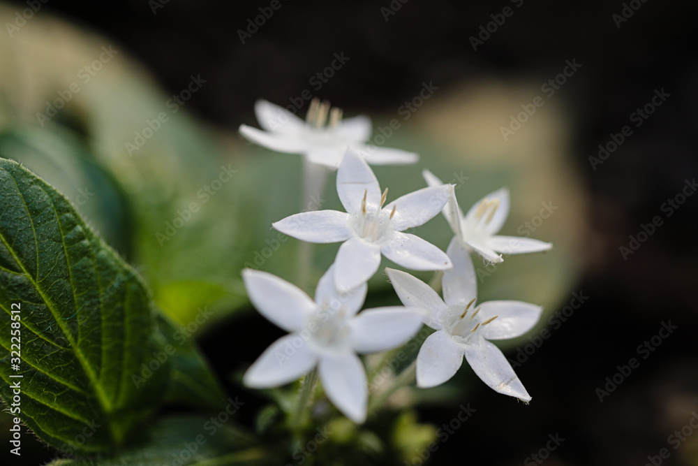Frühling Frühling