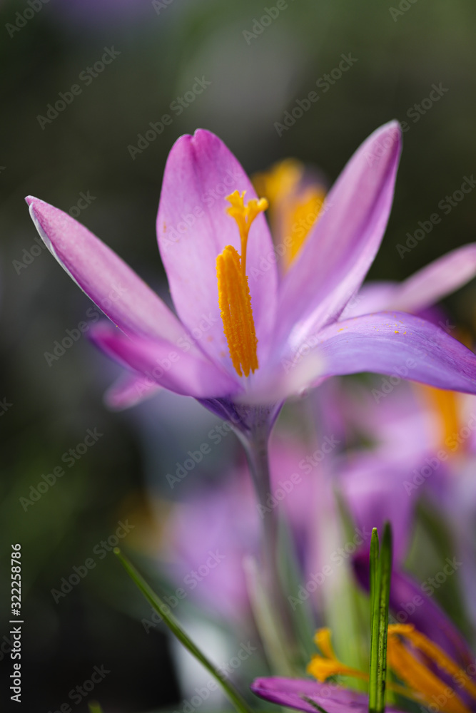 Frühling Frühling