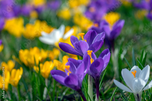 Field of flowering crocus vernus plants, group of bright colorful early spring flowers in bloom photo