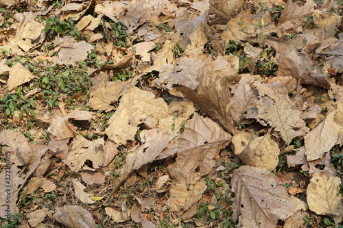 Teak Dry leaves on the ground,Background