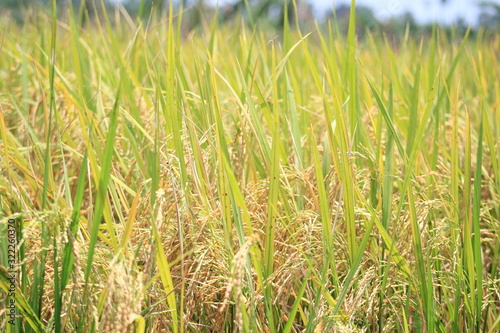 green wheat field