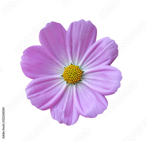 Single cosmos flowers with colorful bright pink bipinnatus color petal and yellow pollen blooming top view isolated on white background   clipping path