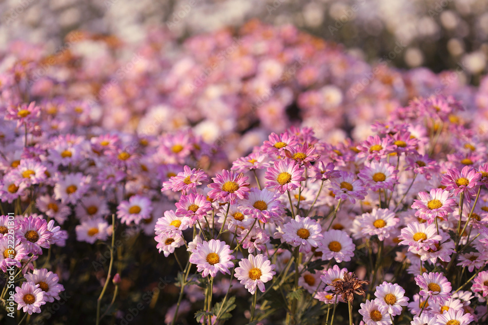 Obraz premium Pink Chrysanthemum flower getting dry under morning sunlight at flower field