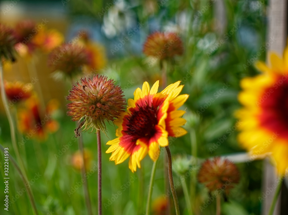 flowers of rudbeckia in the garden in summer, Russia flowers of rudbeckia in the garden in summer, Russia
