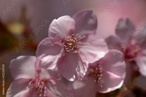 Cherry blossoms are coming out here and there.