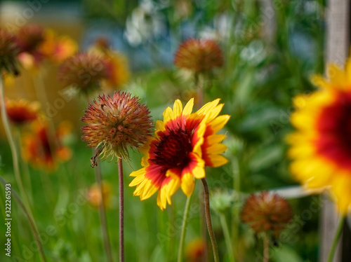 flowers of rudbeckia in the garden in summer, Russia