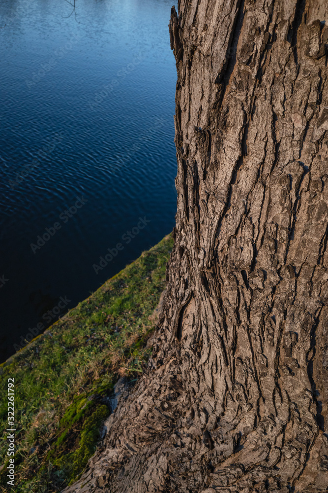 Tree bark and part of the shore in the sunset